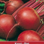 Biet - Kroot, Beta vulgaris 'Bora'