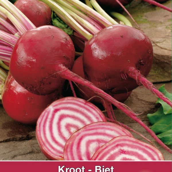 Biet - Kroot, Beta vulgaris 'Chioggia'
