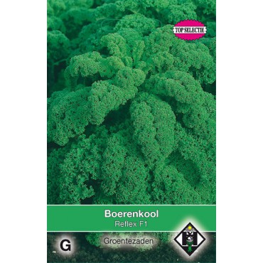 Boerenkool, Brassica oleracea sabellica 'Reflex F1'