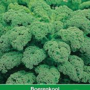 Boerenkool, Brassica oleracea sabellica 'Westlandse Winter'