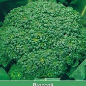 Broccoli, Brassica oleracea cymosa 'Marathon F1'