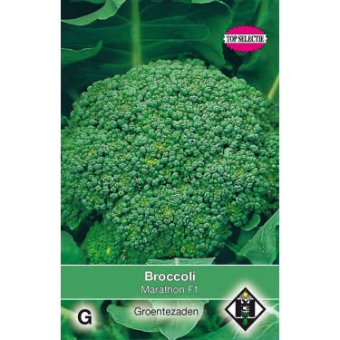 Broccoli, Brassica oleracea cymosa 'Marathon F1'