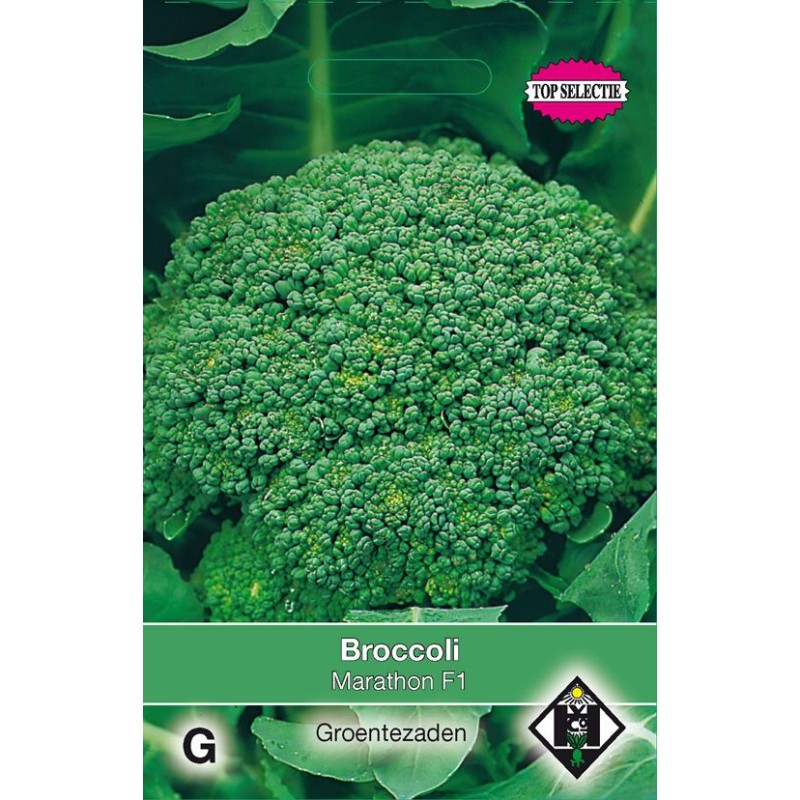 Broccoli, Brassica oleracea cymosa 'Marathon F1'