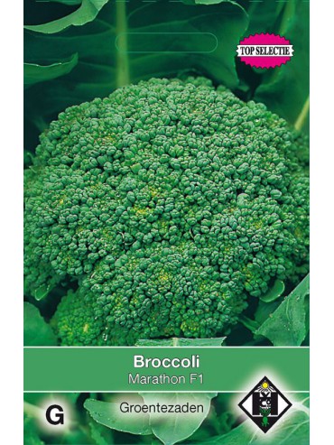 Broccoli, Brassica oleracea cymosa 'Marathon F1'