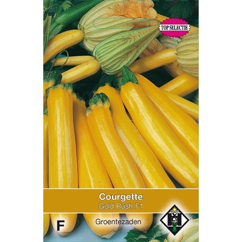 Courgette, Cucurbita pepo 'Gold Rush F1'