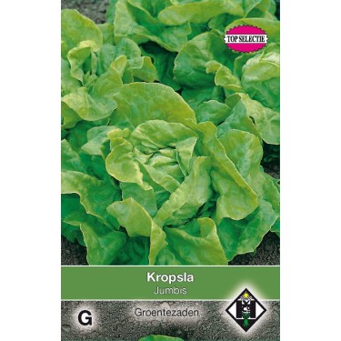 Kropsla, Lactuca sativa 'Jumbis'