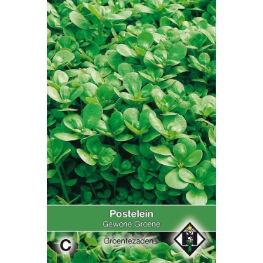 Postelein, Portulaca oleracea 'Gewone Groene'