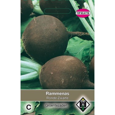 Rammenas, Raphanus sativus 'Ronde Zwarte'
