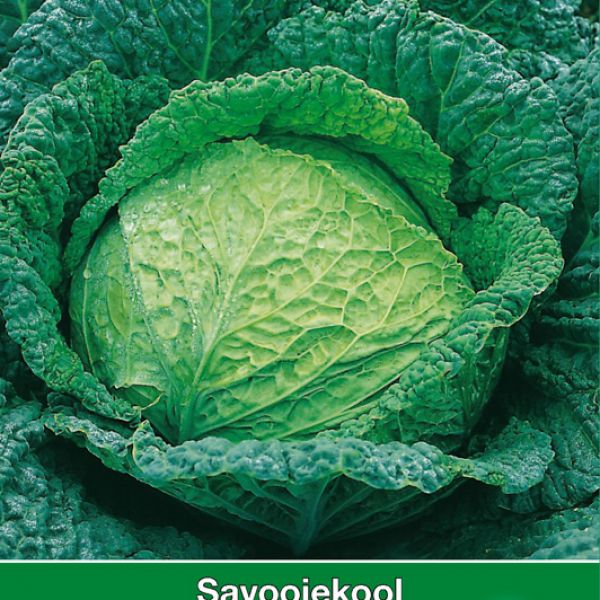 Savooiekool, Brassica oleracea sabauda 'Grote Late Groene 2'
