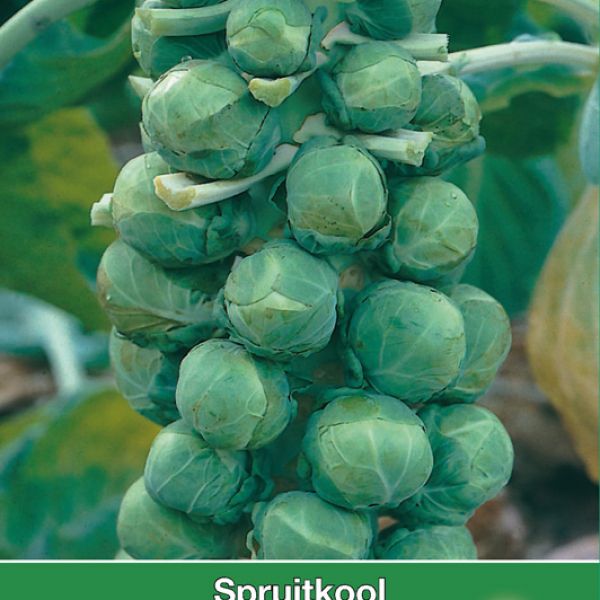 Spruitkool, Brassica oleracea gemmifera 'Topline F1'