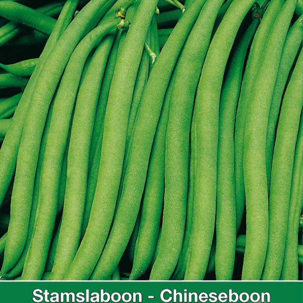 Stamslaboon, Phaseolus vulgaris 'Safari', 30 gr.