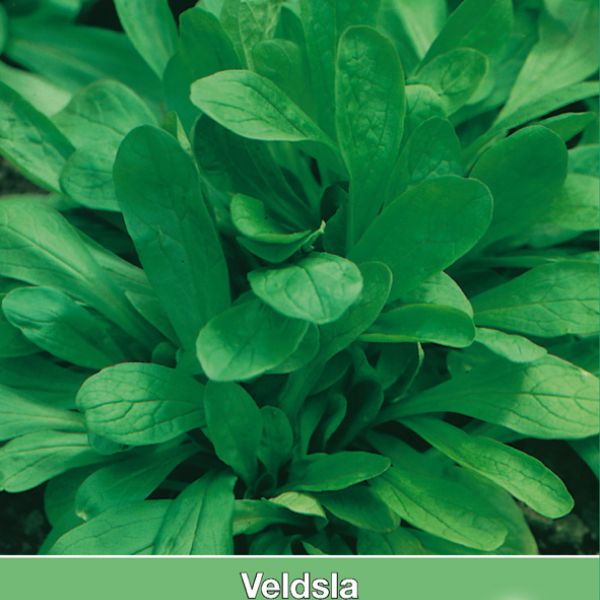 Veldsla, Valerianella locusta 'Grote Noordhollandse'