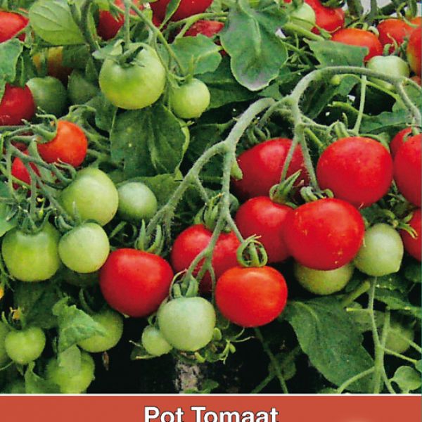 Pot tomaat Donna F1