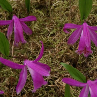 Pleione tongariro
