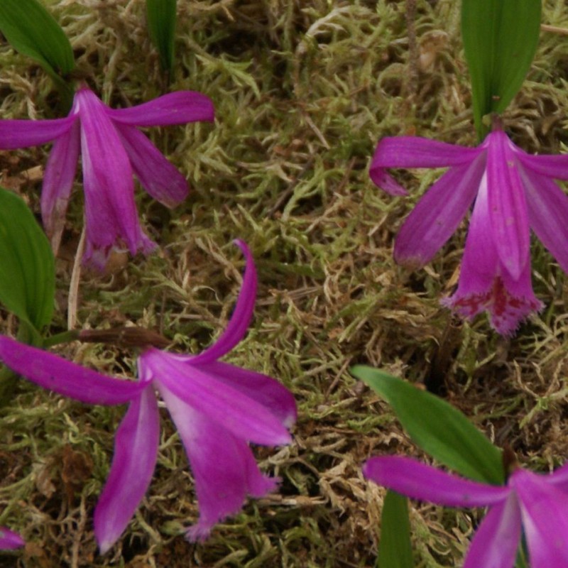 Pleione tongariro