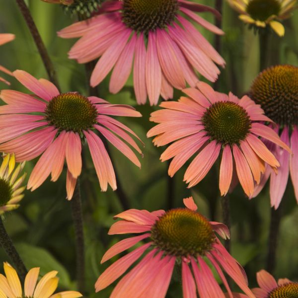 Echinacea 'Summer Coctail'