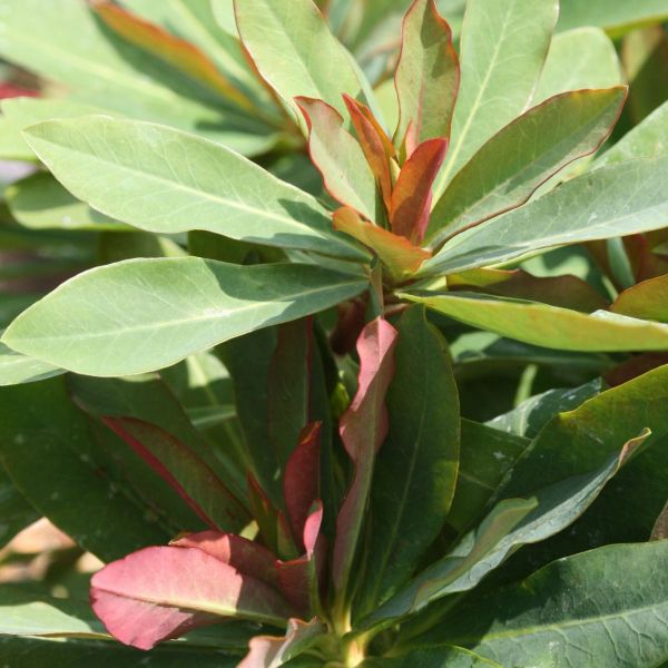 Euphorbia 'Whistleberry Garnet'