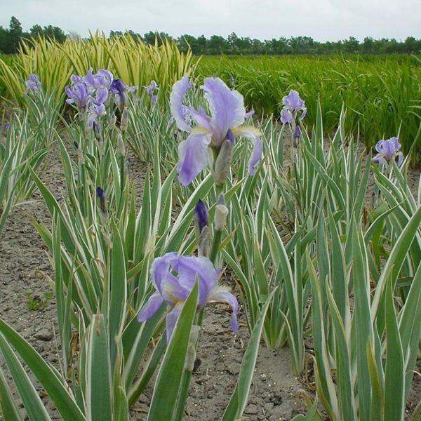 Iris pallida ´Variegata´