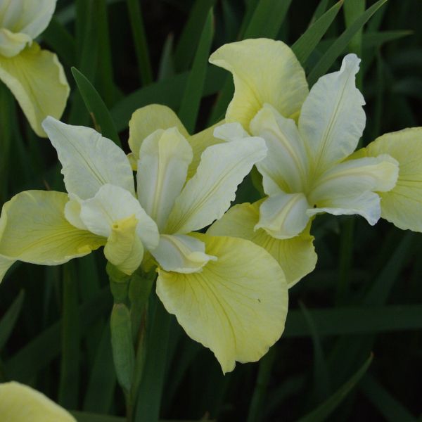 Iris siberica ´Butter and Sugar´
