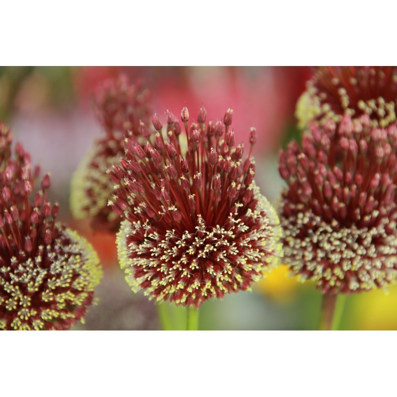 Allium amethystinum 'Red Mohican'