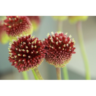 Allium amethystinum 'Red Mohican'