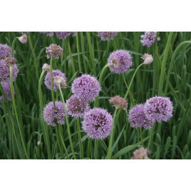 Allium nutans 'Caroline'