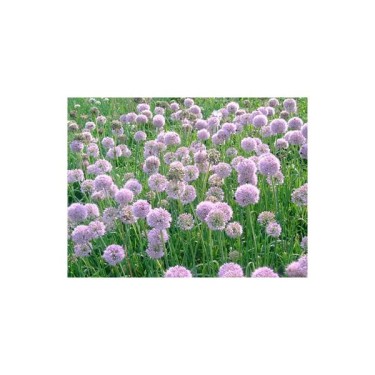 Allium nutans 'Caroline' Allium nutans 'Caroline'