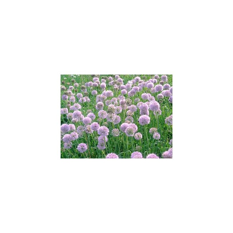 Allium nutans 'Caroline' Allium nutans 'Caroline'