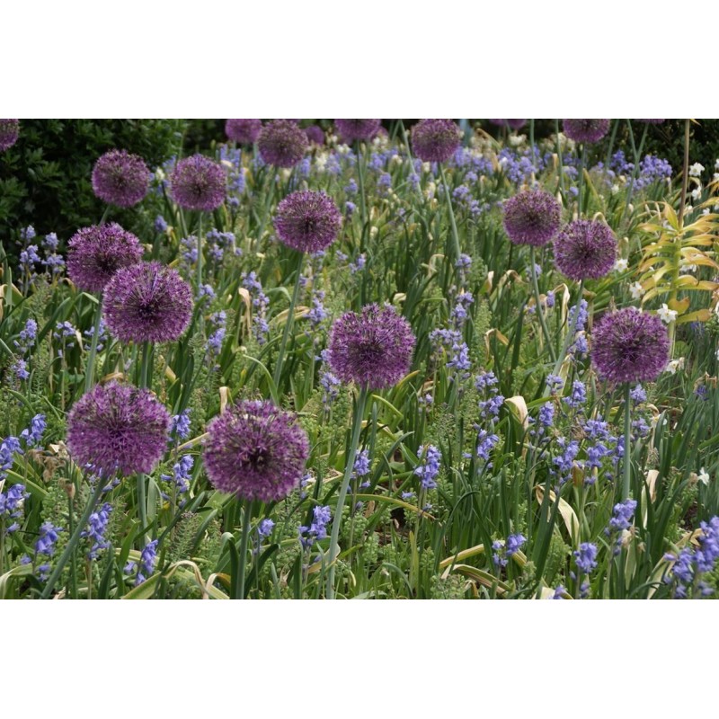 Allium rosenbachianum 'Early Emperor'