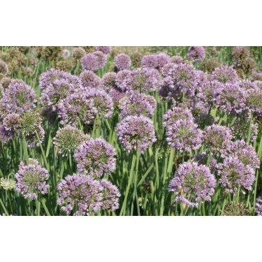 Allium senescens 'Meise' 