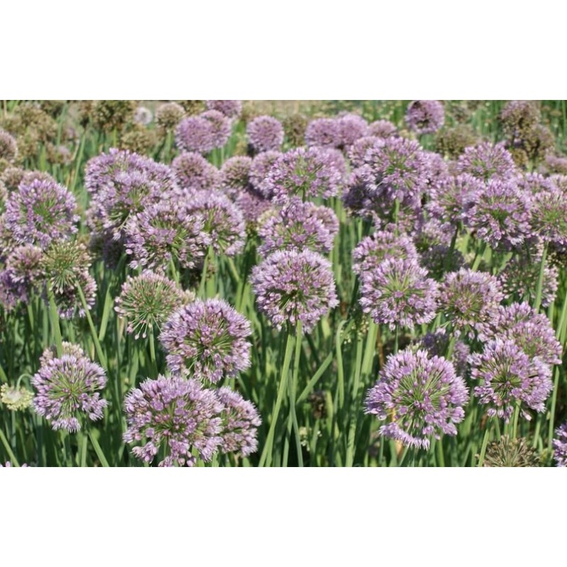Allium senescens 'Meise' 