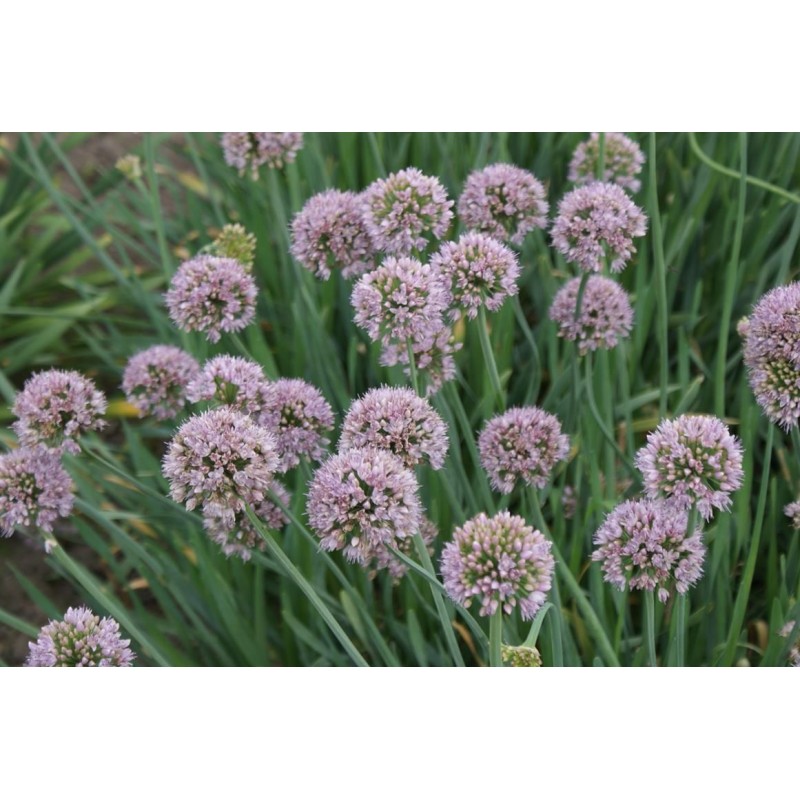 Allium senescens 'Meise' 