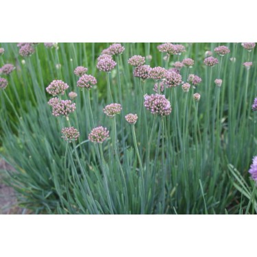 Allium senescens 'Lisa Blue' Allium senescens 'Lisa Blue'