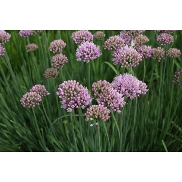 Allium senescens 'Lisa Blue' 