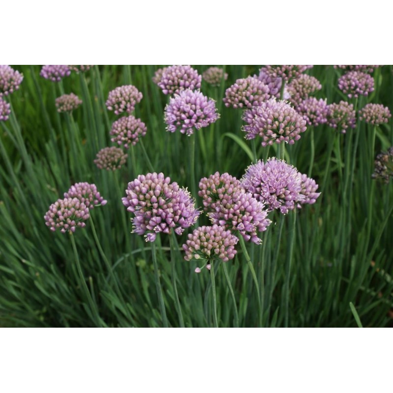 Allium senescens 'Lisa Blue' Allium senescens 'Lisa Blue'