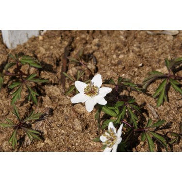 Anemone nemorosa 'Green Fingers' Anemone nemorosa 'Green Fingers'