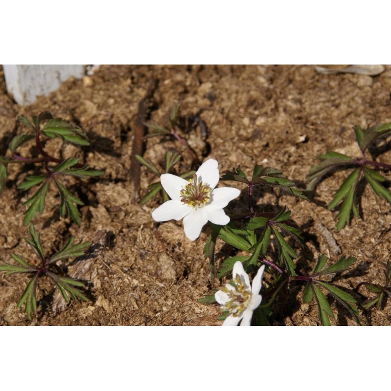 Anemone nemorosa 'Green Fingers' Anemone nemorosa 'Green Fingers'