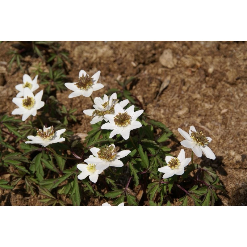 Anemone nemorosa 'Green Fingers' Anemone nemorosa 'Green Fingers'