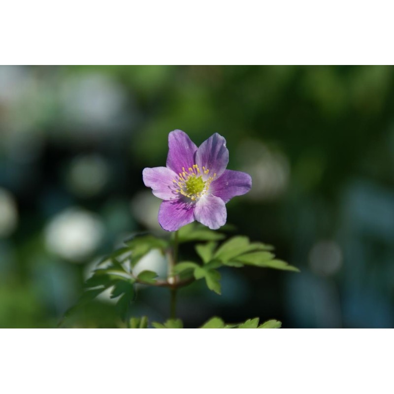 Anemone nemorosa 'Lucia'