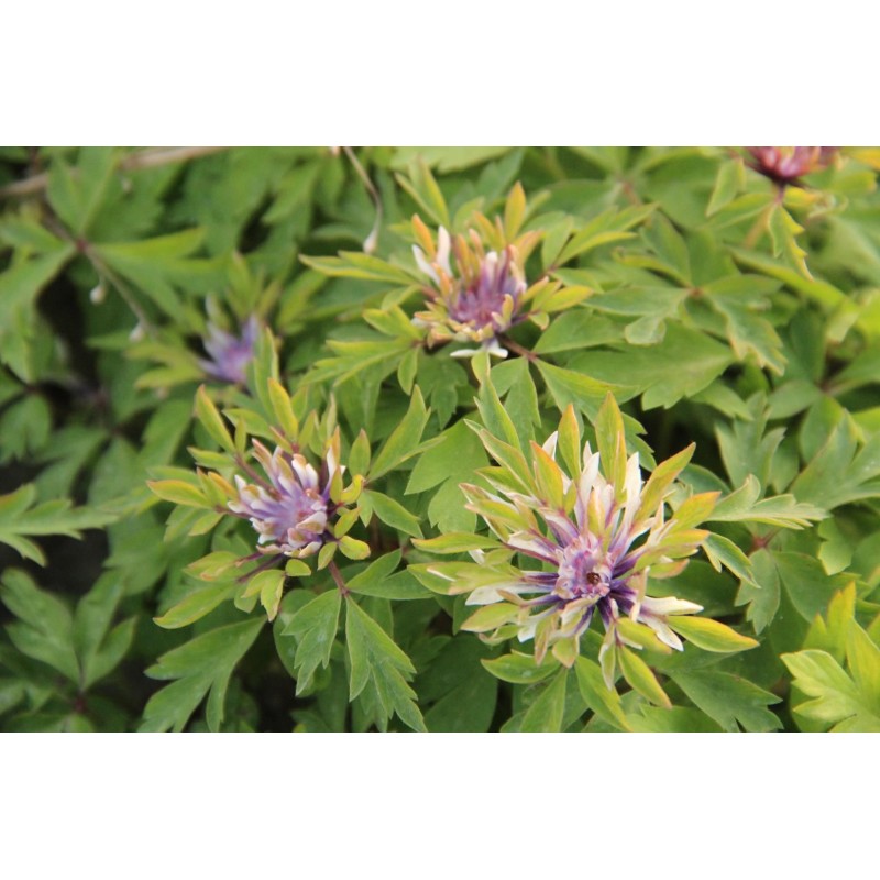 Anemone nemorosa 'Monstrosa'