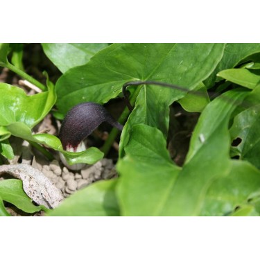 Arisarum proboscideum