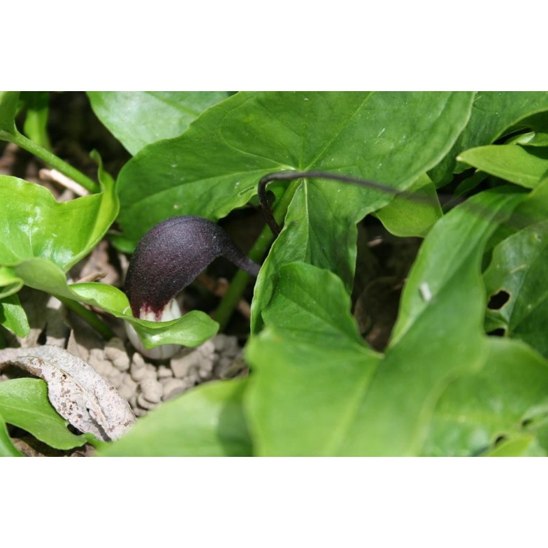 Arisarum proboscideum Arisarum proboscideum