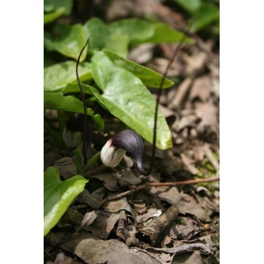 Arisarum proboscideum Arisarum proboscideum