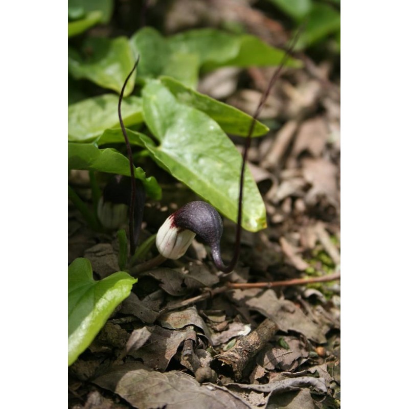 Arisarum proboscideum Arisarum proboscideum