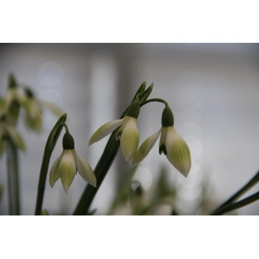 Galanthus 'Cowhouse Green' (Green Group)