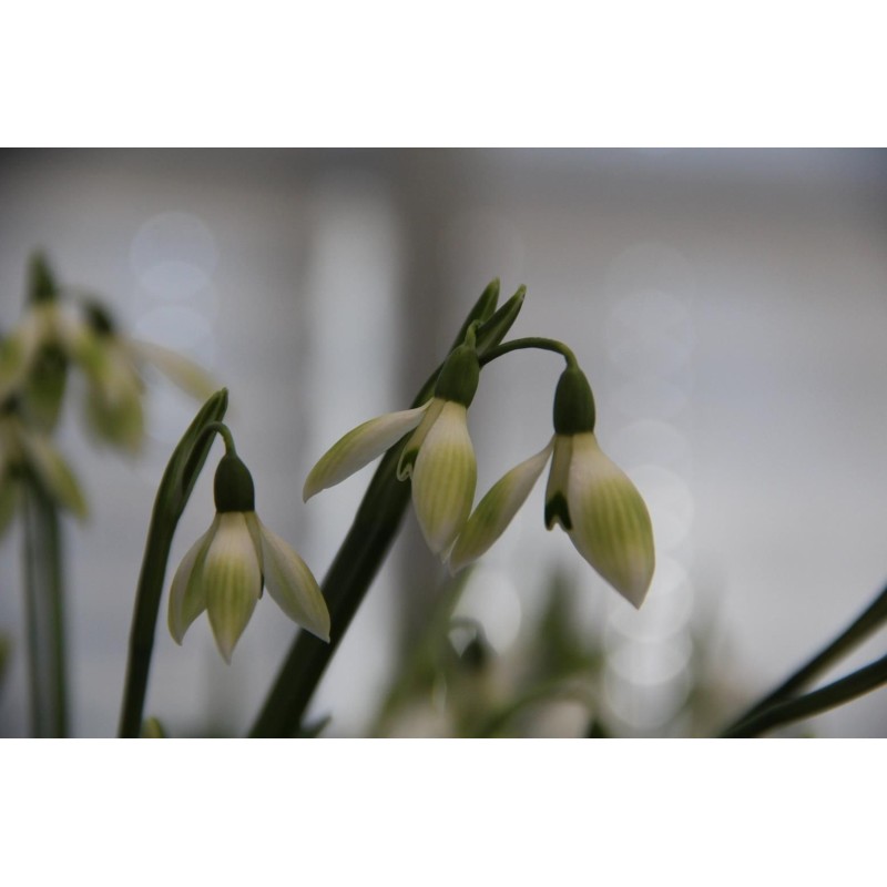 Galanthus 'Cowhouse Green' (Green Group)