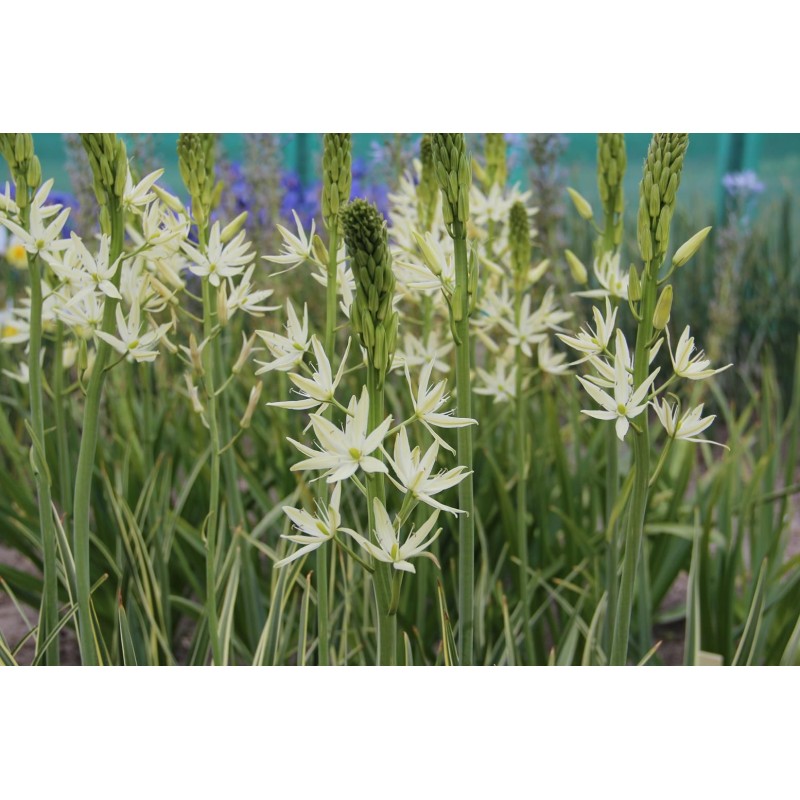 Camassia leichtlinii 'Sacajawea'