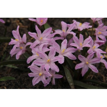 Chionodoxa luciliae 'Rose Queen'