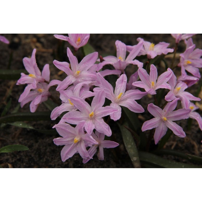 Chionodoxa luciliae 'Rose Queen'