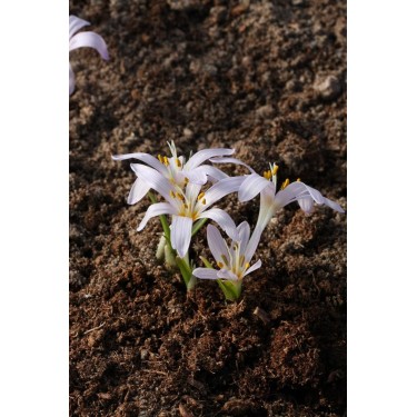 Colchicum munzurense